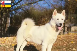 Lees meer over het artikel Groenland hondenfokker en pups in Limburg