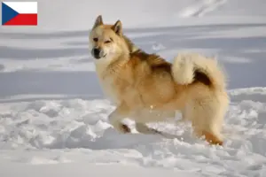 Lees meer over het artikel Groenland hondenfokkers en puppies in Tsjechië