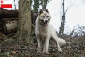 Lees meer over het artikel Groenland hondenfokkers en pups in Utrecht