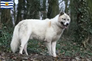 Lees meer over het artikel Groenland hondenfokkers en pups in Zeeland