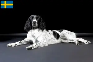Lees meer over het artikel Grote Münsterländer fokker en puppies in Zweden