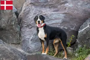 Lees meer over het artikel Grote Zwitserse Sennenhond Fokker en Puppies in Denemarken