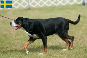 Lees meer over het artikel Grote Zwitserse Sennenhond Fokker en Puppies in Zweden