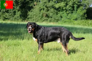 Lees meer over het artikel Grote Zwitserse Sennenhond Fokker en Puppies in Portugal