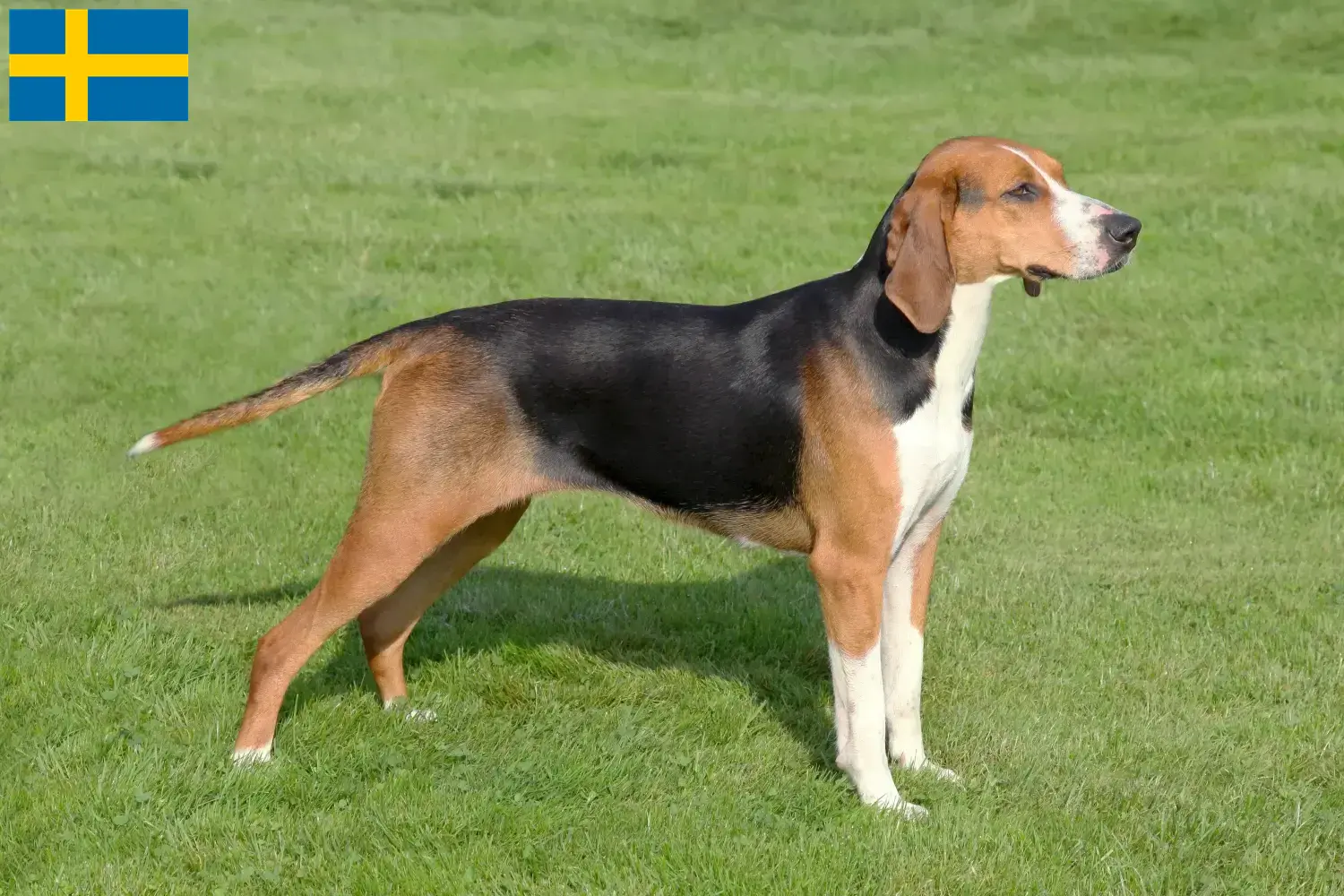 Hamiltonstövare puppy's en fokkers Zweden Hier vind je Hamiltonstövare fokkers in Zweden.