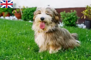 Lees meer over het artikel Havanezer fokkers en pups in Groot-Brittannië