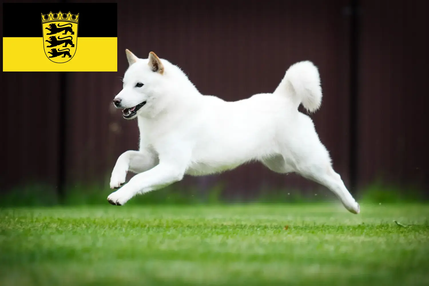 Hokkaido pups en fokkers Baden-Württemberg Hier vind je Hokkaido fokkers in Baden-Württemberg.