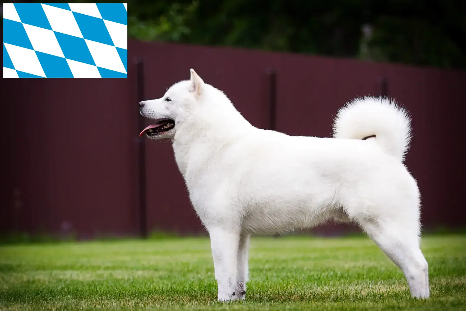 Hokkaido pups en fokkers Beieren Hier vind je Hokkaido fokkers in Beieren.