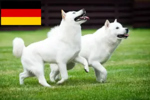 Lees meer over het artikel Hokkaido fokkers en pups in Duitsland