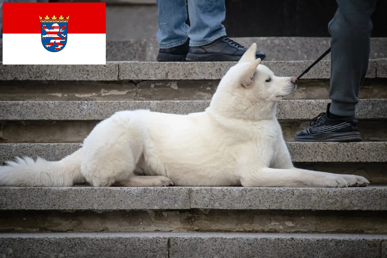 Hokkaido pups en fokkers Hessen Hier vind je Hokkaido fokkers in Hessen.