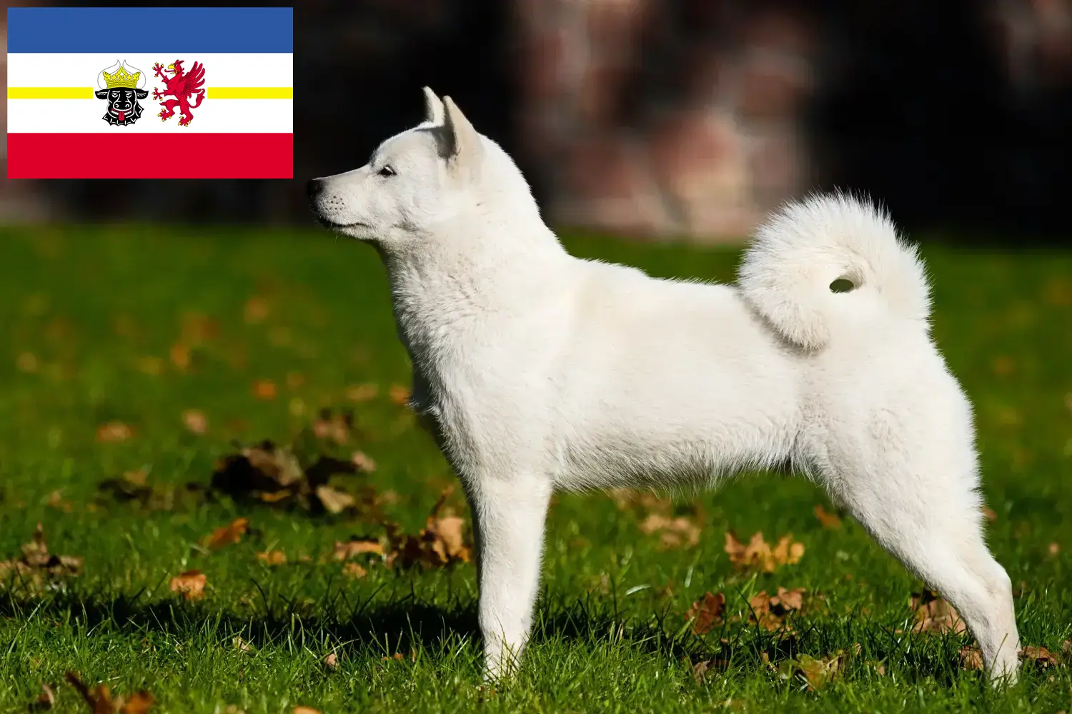 Hokkaido pups en fokkers Mecklenburg-Vorpommern Hier vind je Hokkaido fokkers in Mecklenburg-Vorpommern.