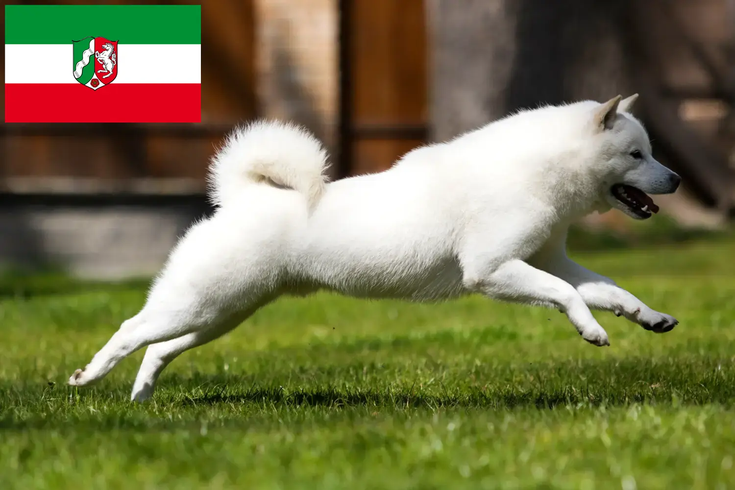 Hokkaido pups en fokkers Noordrijn-Westfalen Hier vind je Hokkaido fokkers in Noordrijn-Westfalen.