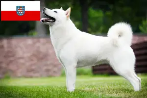 Lees meer over het artikel Hokkaido fokkers en pups in Thüringen