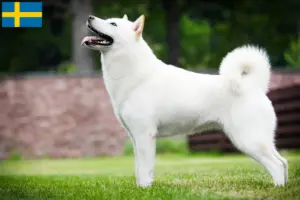 Lees meer over het artikel Hokkaido fokkers en pups in Zweden