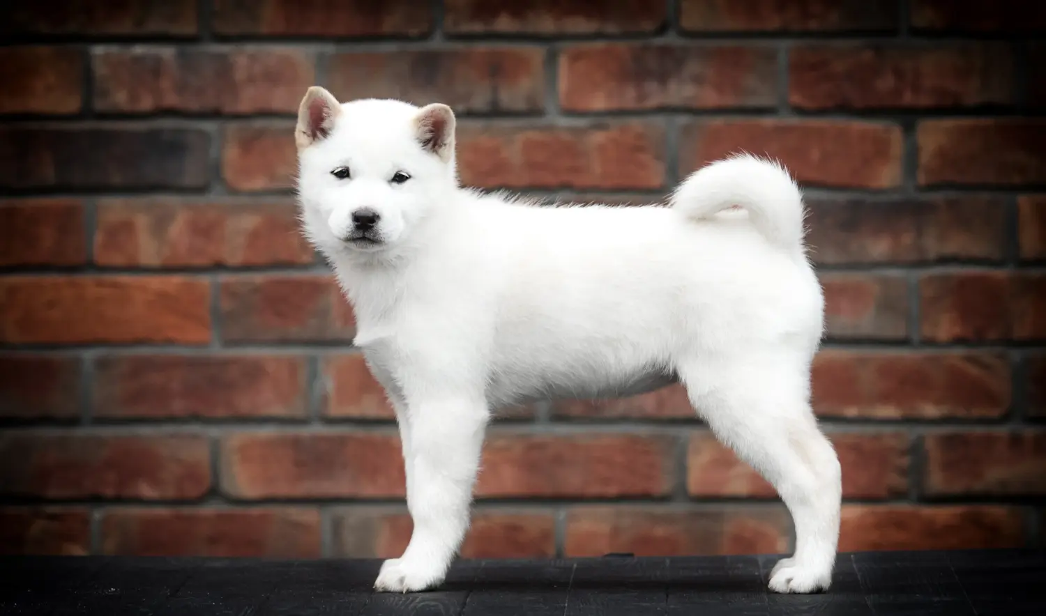 Een Hokkaido puppy kopen betekent verantwoordelijkheid nemen! Hokkaido puppy kopen.