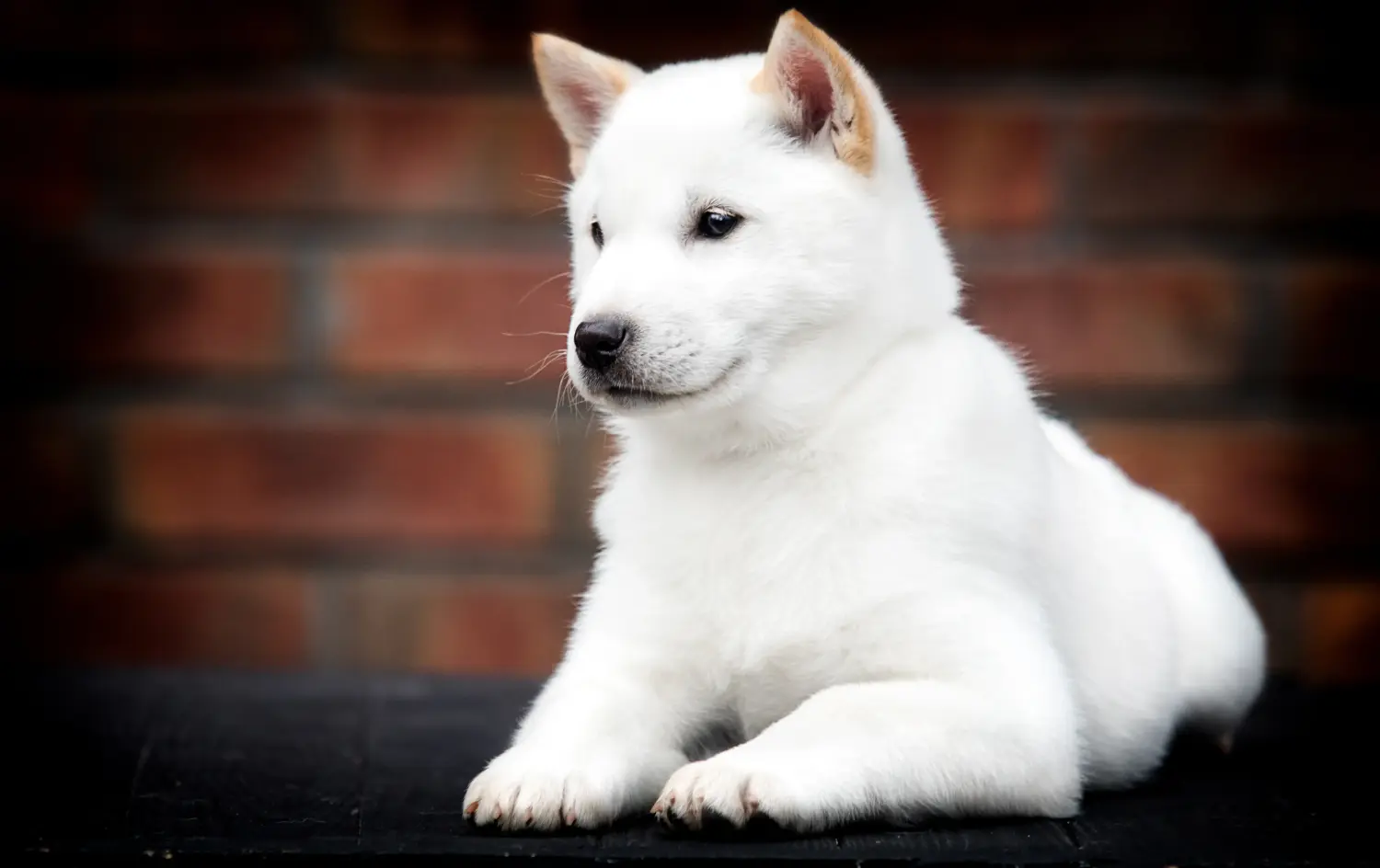 Een Hokkaido puppy kopen betekent verantwoordelijkheid nemen! Hokkaido puppy kopen.