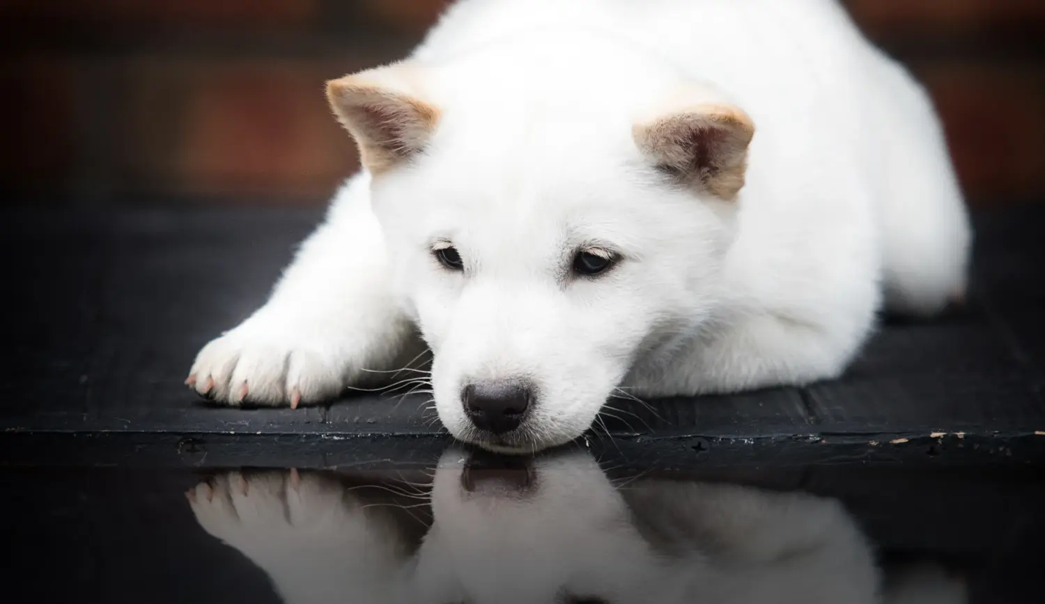 Een Hokkaido puppy kopen betekent verantwoordelijkheid nemen! Hokkaido puppy kopen.