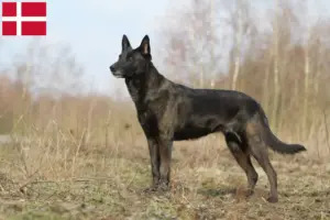 Lees meer over het artikel Hollandse Herdershond fokkers en pups in Denemarken