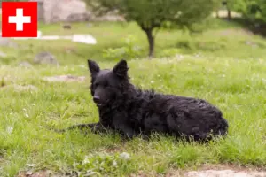 Lees meer over het artikel Hrvatski ovčar fokkers en pups in Zwitserland