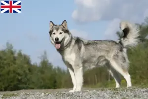 Lees meer over het artikel Husky fokkers en puppies in Groot-Brittannië