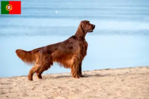Lees meer over het artikel Ierse Rode Setter fokkers en pups in Portugal