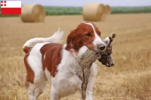 Lees meer over het artikel Ierse rood-witte Setter fokker en puppies in Utrecht