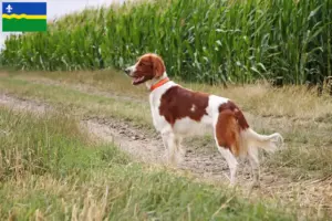 Lees meer over het artikel Ierse rood-witte setter fokkers en puppies in Flevoland