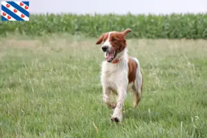 Lees meer over het artikel Ierse rood-witte setter fokkers en puppies in Friesland