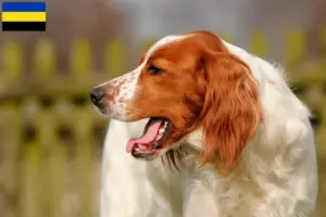 Lees meer over het artikel Ierse rood-witte Setter fokkers en pups in Gelderland