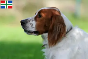 Lees meer over het artikel Ierse Rood-witte Setter fokkers en pups in Groningen