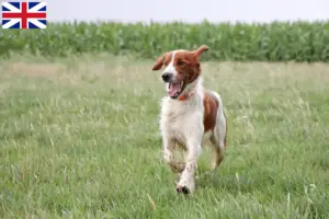 Lees meer over het artikel Ierse rood-witte Setter Fokkers en Puppies in Groot-Brittannië