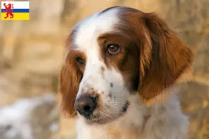 Lees meer over het artikel Ierse rood-witte Setter fokker en puppies in Limburg