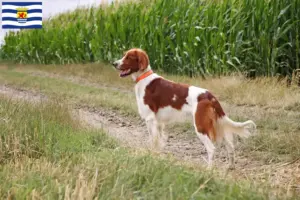 Lees meer over het artikel Ierse rood-witte setter fokkers en pups in Zeeland