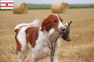 Lees meer over het artikel Ierse rood-witte setter fokkers en pups in Drenthe