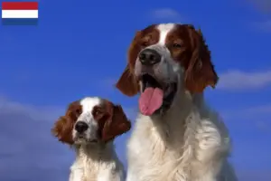 Lees meer over het artikel Ierse rood-witte Setter fokkers en puppies in Nederland