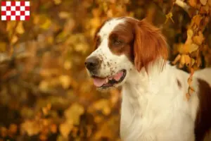 Lees meer over het artikel Ierse Rood-witte Setter fokkers en pups in Noord-Brabant