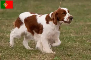 Lees meer over het artikel Ierse rood-witte Setter fokkers en puppies in Portugal