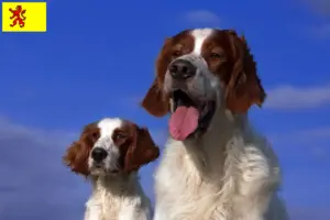 Lees meer over het artikel Ierse Rood-witte Setter fokkers en puppies in Zuid-Holland