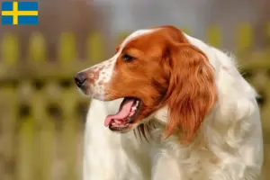 Lees meer over het artikel Ierse rood-witte Setter fokkers en puppies in Zweden