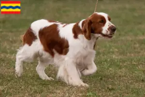 Lees meer over het artikel Ierse Rood-witte Setter fokkers en pups in Overijssel