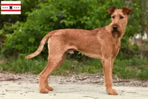 Lees meer over het artikel Ierse Terriër fokkers en pups in Drenthe