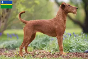 Lees meer over het artikel Ierse Terrier fokkers en puppies in Flevoland