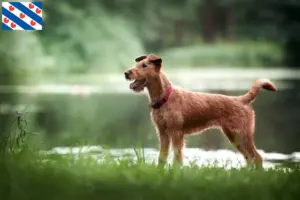 Lees meer over het artikel Ierse Terrier fokkers en puppies in Friesland