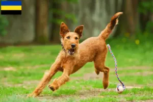 Lees meer over het artikel Ierse Terrier fokkers en pups in Gelderland