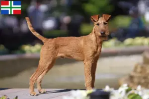 Lees meer over het artikel Ierse Terrier fokkers en pups in Groningen