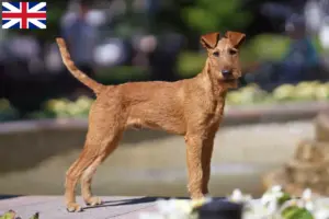Lees meer over het artikel Ierse Terrier fokkers en puppies in Groot-Brittannië
