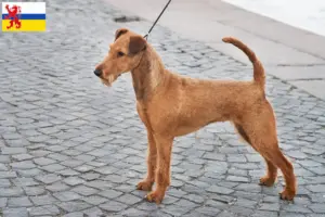 Lees meer over het artikel Ierse Terrier fokker en puppies in Limburg