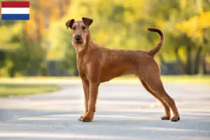 Lees meer over het artikel Ierse Terrier fokkers en puppies in Nederland