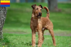 Lees meer over het artikel Ierse Terrier fokkers en puppies in Noord-Holland