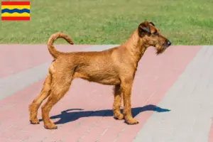 Lees meer over het artikel Ierse Terrier fokkers en pups in Overijssel